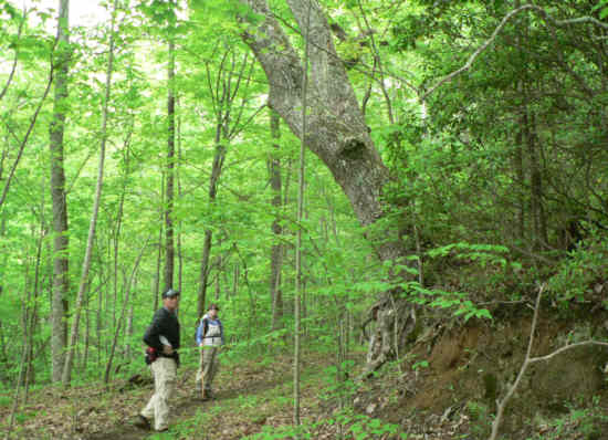 A magnificent old oak tree leaning over the trail.