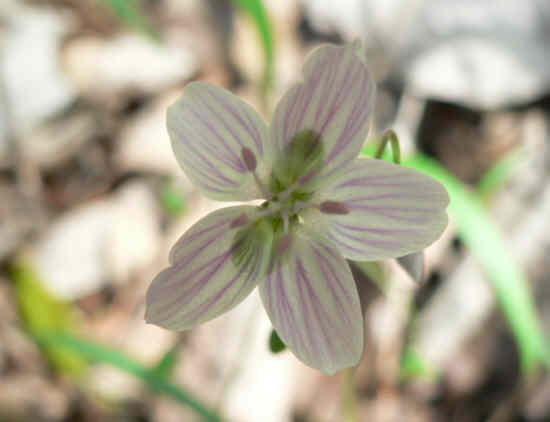 Another wildflower - Spring Beauty.
