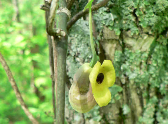 Dutchman's Pipe