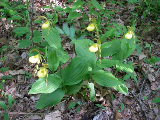 A rare find - a cluster of Yellow Lady Slippers.