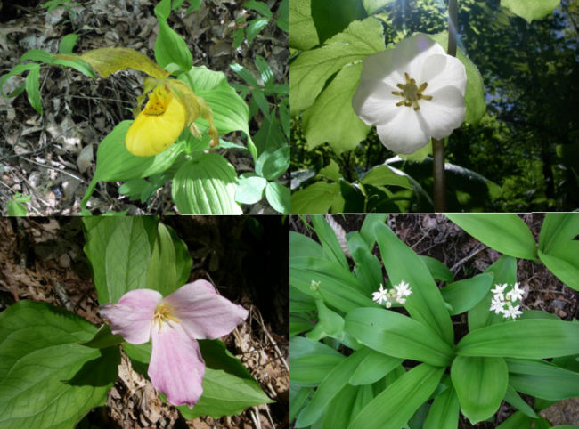 Some of today's wildflowers (top left then clockwise) Yellow Lady Slipper, Mayapple, Clintonia, Grandiflora Trillium.