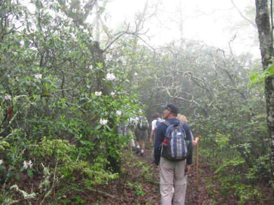 The Rhododendrons are beginning to bloom!