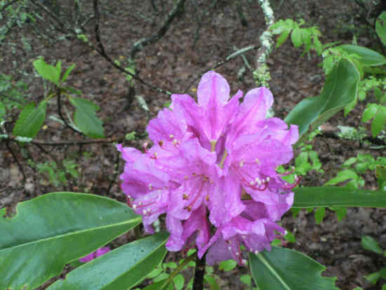 Beautiful Catawba Rhododendrons were blooming!