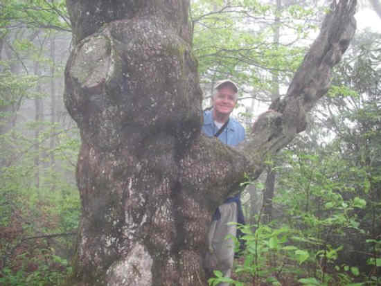 As we approach the top of the first mountain, we find lots of gnarly old trees and hikers.
