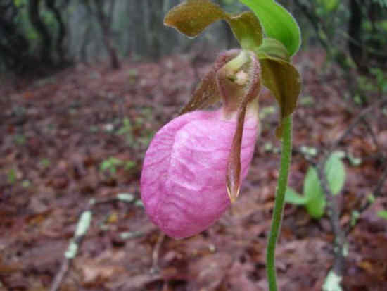We saw quite a few Pink Lady Slippers.