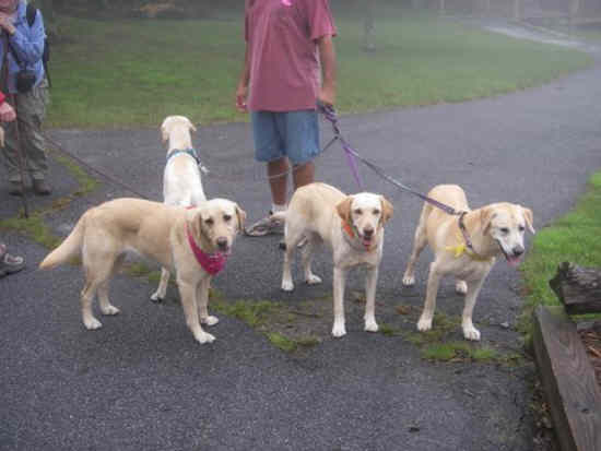 We met a couple from Florida with these nice adopted Labs.