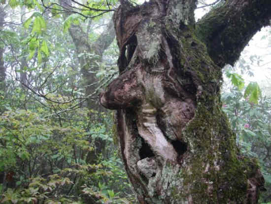 Nature's marvel of the day: Old man in a tree .....blink your eyes a few times and see if you see a nose, mouth, eyes of old man.