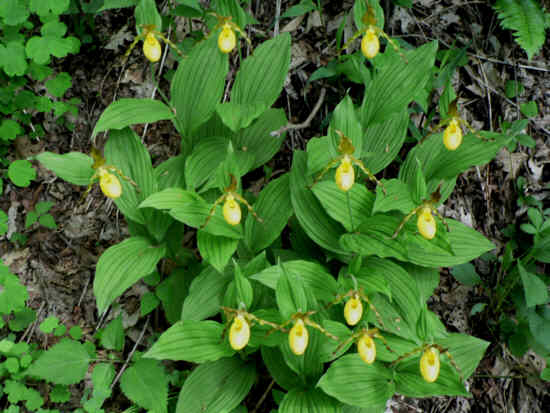 A spectacular group of Yellow Lady Slippers (Cypripedium parviflorum)