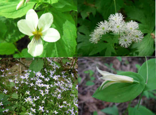 Some of today's wildflowers (top left then clockwise) Canada Violet, Tassel Rue, Perfoliate Bellwort and Bluet.
