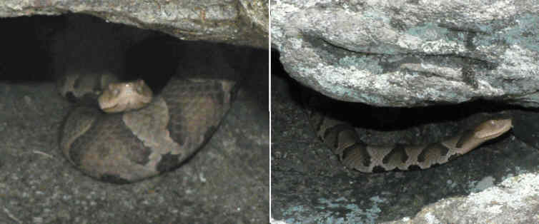 Yikes! We find a Copperhead snake on the rock face along the trail. These are two views of the same snake.