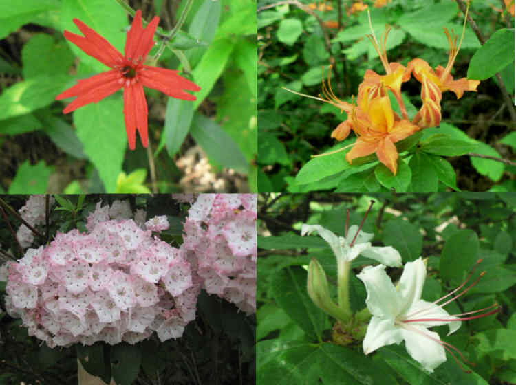 Some of today's beautiful flowers. (top left then clockwise) Fire Pink, Flame Azalea, Sweet Azalea and Mountain Laurel.