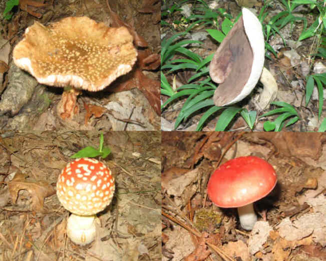 Mushrooms of the week!