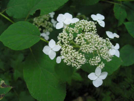 Lots of beautiful Mountain Hydrangeas.