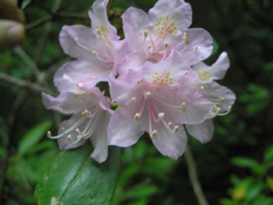 The Rhododendrons are beginning to bloom!