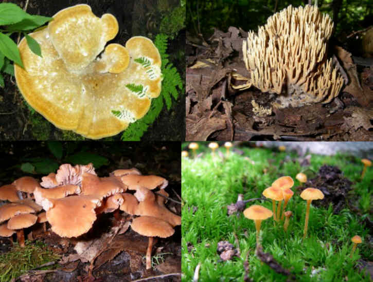 Fungi of the week.
