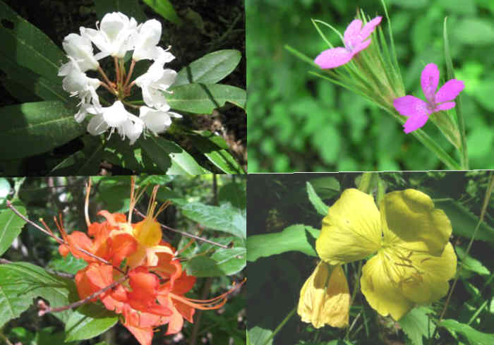 Some of today's Wildflowers (top left then clockwise) Rhododendron, Deptford Pink, Sundrops, Flame Azalea.