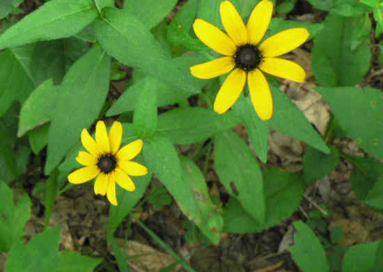 Summertime favorites - Black-eyed Susans (Rudbeckia hirta)