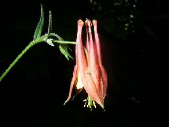 Beautiful Wild Columbine!