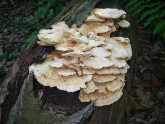 Fungus of the week!