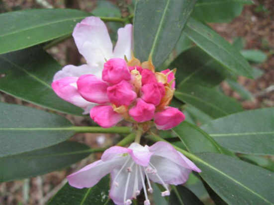 Rosebay Rhododendron just beginning to open.