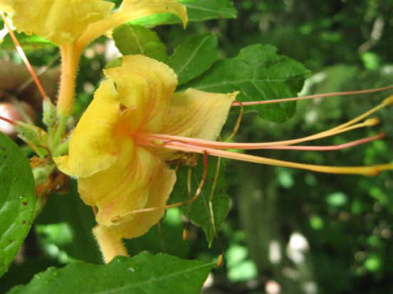 Flame Azalea.