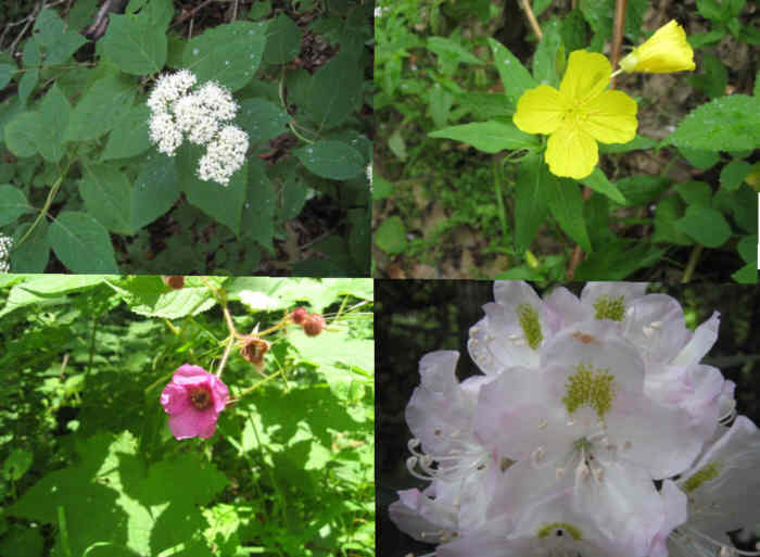 Some of today's wildflowers (top left then clockwise) Mountain Hydrangea, Sundrops, Rosebay Rhododendron, Purple-flowering Raspberry.