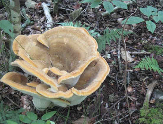 Fungus of the week!