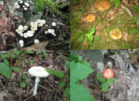 More Fungi!