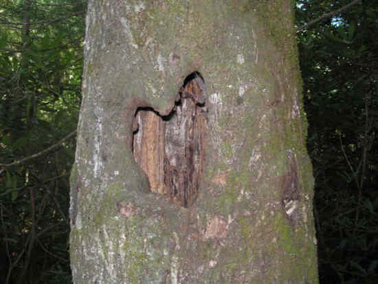 Tree with a heart.
