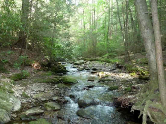 The trail follows beautiful Dodd Creek all the way to the Cliffs.