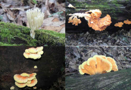 We always see lots of colorful fungi along this trail.