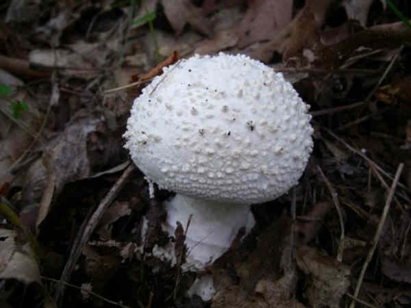Fungus of the week!