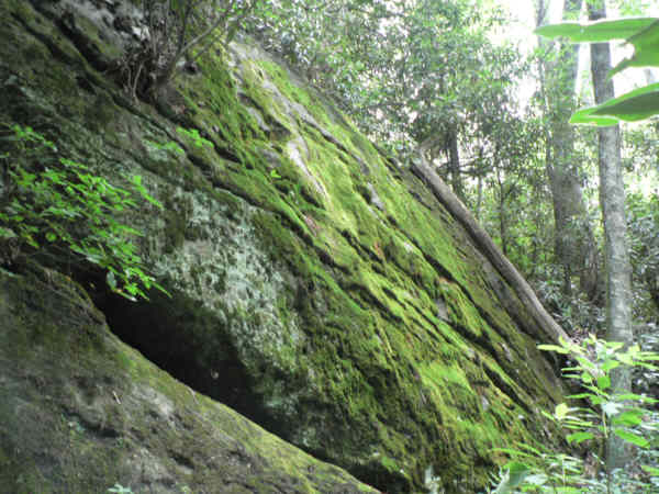 Beautiful moss covered rock cliff along the Rhododendron Trail.