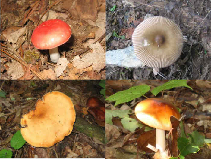 Some of today's mushrooms.