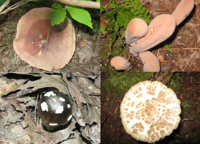 Fungi of the week!