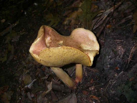 An unusual mushroom with two stems.