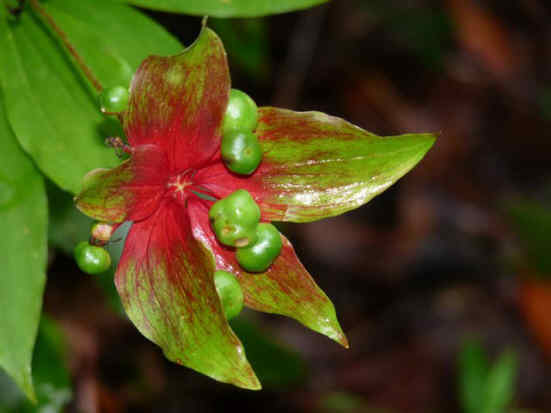 Indian Cucumber Root.