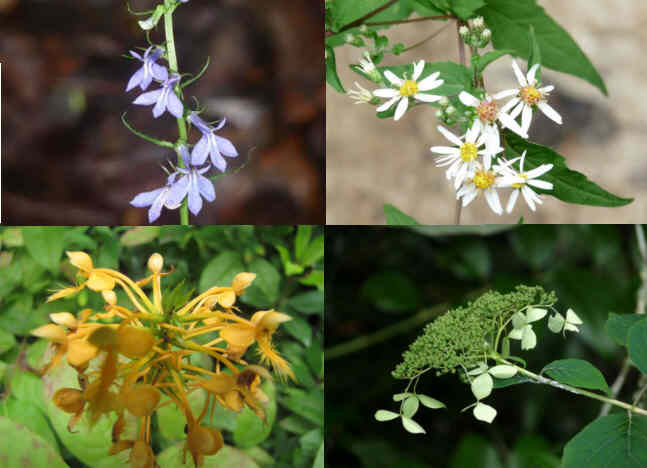 Some of today's wildflowers (top left then clockwise) Tall Lobelia, White Wood Aster, Wild Hydrangea, Yellow Fringed Orchid.