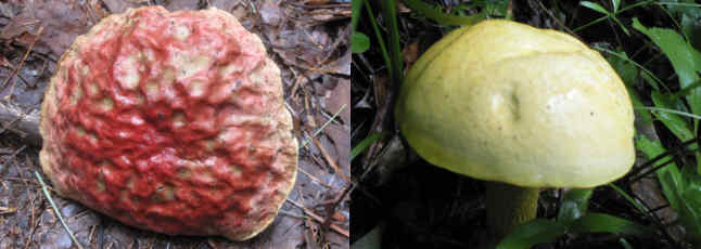 Fungi of the week!