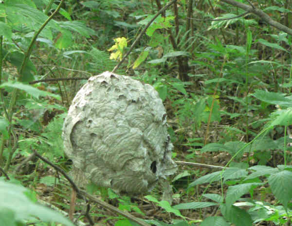 A dangerous Bald Face Hornets nest.