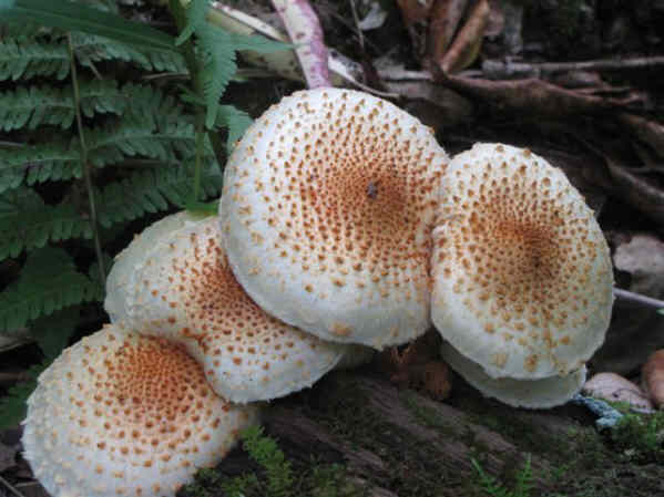 Nice looking mushrooms!