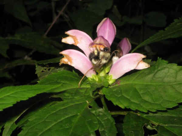 Turtleheads with a bumblebee.