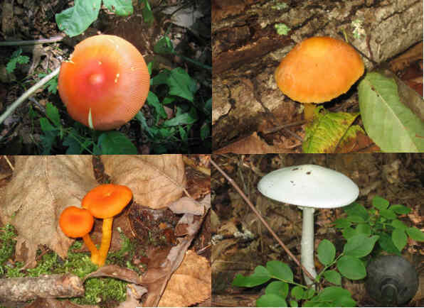 Mushrooms of the week!