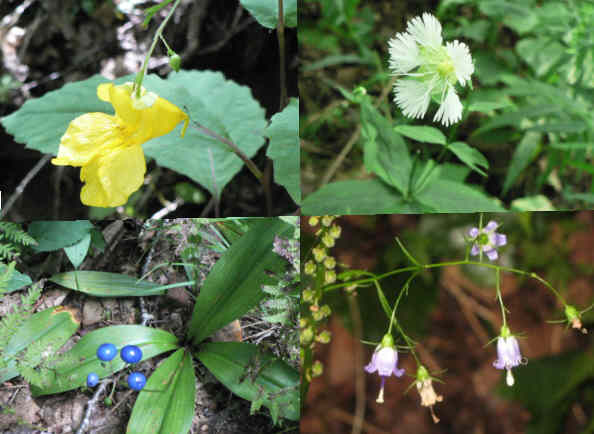 Some of today's wildflowers (top left then clockwise) Pale Jewelweed, Starry Campion, Southern Harebell, Blue-bead Lily.
