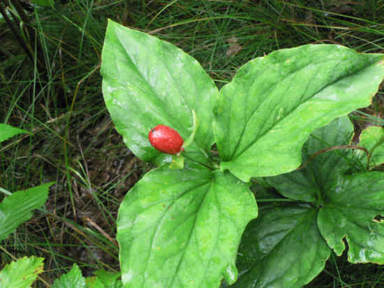 Trillium with fruit pod.