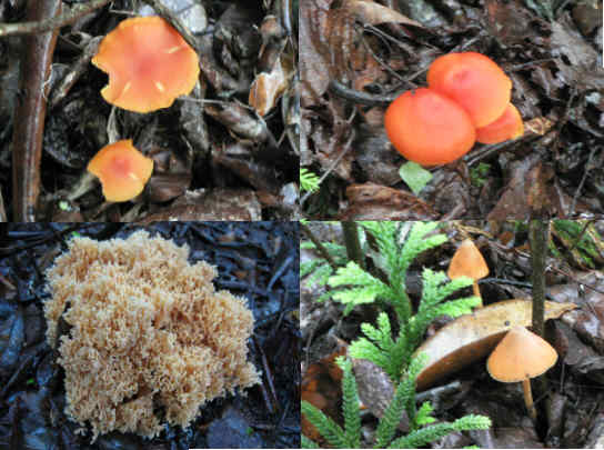 Fungi of the week!