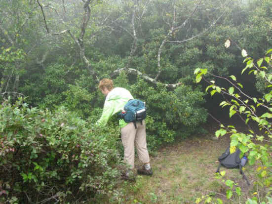 Greta picking blueberries near Shining Rock.