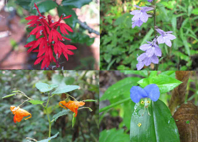 Some of today's wildflowers (top left then clockwise) Cardinal Flower, Lobelia, Asiatic Dayflower, Spotted Jewelweed.