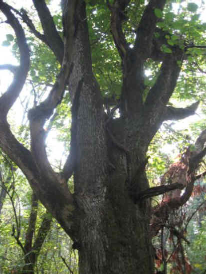 Very large tree near the old home place.