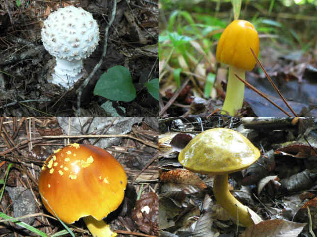 Fungi of the week!